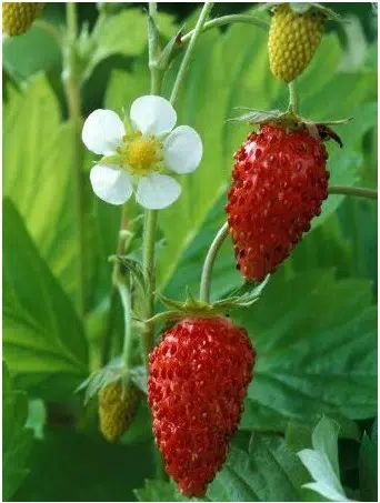 comprar sementes de morango silvestre 20 sementes 2 6 e1496689610100