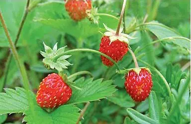 comprar sementes de morango silvestre 20 sementes 2 9 e1496689440172