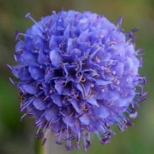 comprar sementes de scabiosa sortida semente rara 2 2 e1496688890860