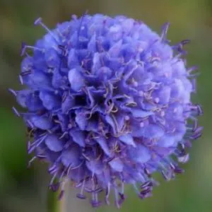 comprar sementes de scabiosa sortida semente rara 2 2 e1496688890860