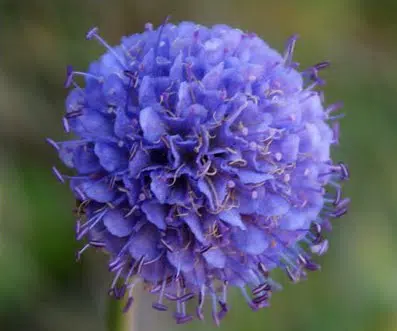 comprar sementes de scabiosa sortida semente rara 2 2 e1496688890860