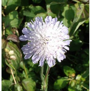 comprar sementes de scabiosa sortida semente rara 2 3