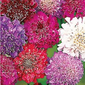 comprar sementes de scabiosa sortida semente rara 2 4 e1496688957595