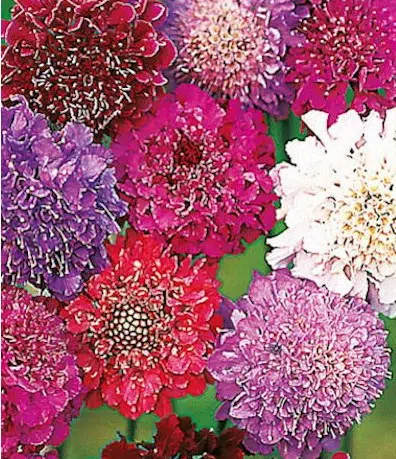 comprar sementes de scabiosa sortida semente rara 2 4 e1496688957595