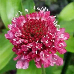comprar sementes de scabiosa sortida semente rara 2 e1496688855258
