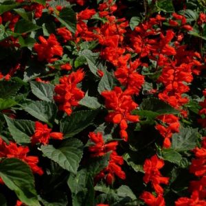 flor de cardeal alta vermelha 20 sementes 2 10 e1496766000452