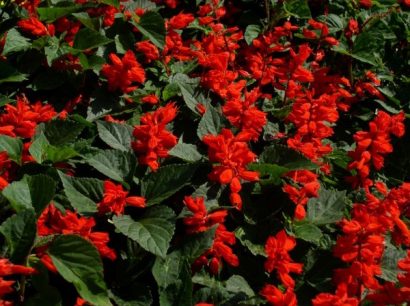 Flor de Cardeal Alta Vermelha: 20 Sementes