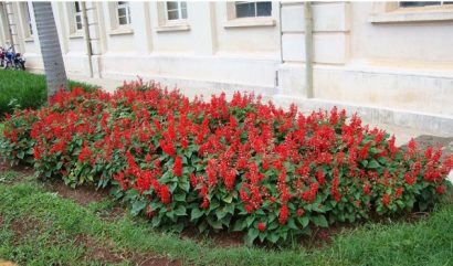 flor de cardeal alta vermelha 20 sementes 2 11 e1496793869165