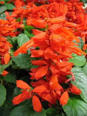 flor de cardeal alta vermelha 20 sementes 2 3 e1496851520430