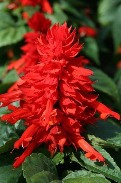 flor de cardeal alta vermelha 20 sementes 2 8 e1496765946841