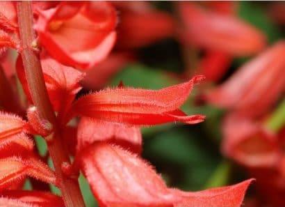 flor de cardeal alta vermelha 20 sementes 2 9 e1496765971848