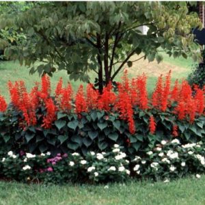 flor de cardeal alta vermelha 20 sementes 2 e1496851380208