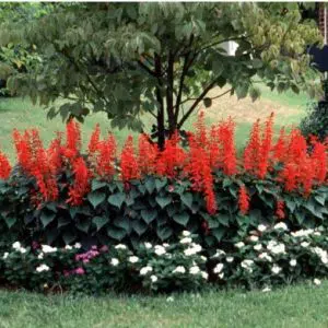 flor de cardeal alta vermelha 20 sementes 2 e1496851380208