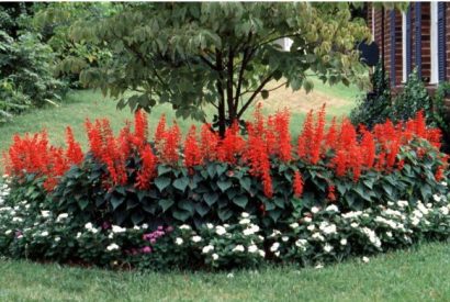 Flor de Cardeal Alta Vermelha: 20 Sementes