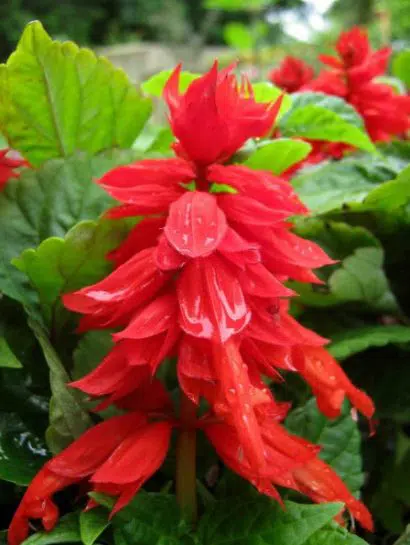 Flor de Cardeal Alta Vermelha: 20 Sementes