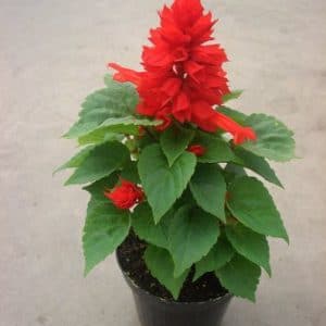 flor de cardeal ana vermelha 20 sementes 2 11 e1496765431724
