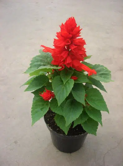 flor de cardeal ana vermelha 20 sementes 2 11 e1496765431724