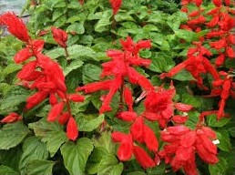 flor de cardeal ana vermelha 20 sementes 2 3 e1496765710546