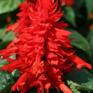 flor de cardeal ana vermelha 20 sementes 2 4 e1496765743510