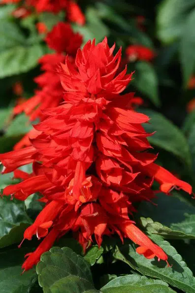 flor de cardeal ana vermelha 20 sementes 2 4 e1496765743510
