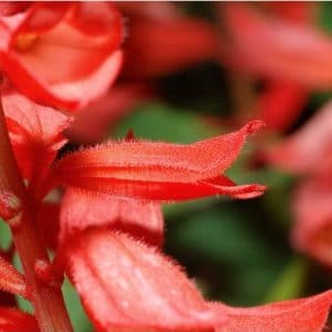 flor de cardeal ana vermelha 20 sementes 2 5 e1496765605727