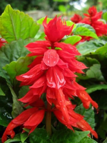 flor de cardeal ana vermelha 20 sementes 2 7 e1496765564513