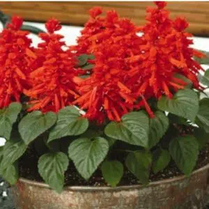 flor de cardeal ana vermelha 20 sementes 2 9 e1496765471801