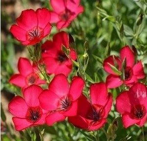 flores de linho de jardim vermelho 15 sementes 2 10 e1496690541965