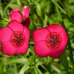 flores de linho de jardim vermelho 15 sementes 2 11 e1496690482369