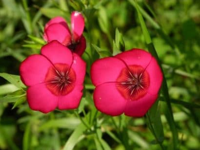 flores de linho de jardim vermelho 15 sementes 2 11 e1496690482369