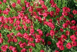 flores de linho de jardim vermelho 15 sementes 2 12 e1496690452741