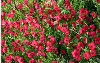 flores de linho de jardim vermelho 15 sementes 2 12 e1496690452741