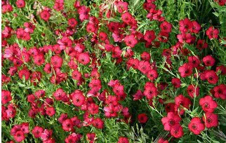flores de linho de jardim vermelho 15 sementes 2 12 e1496690452741