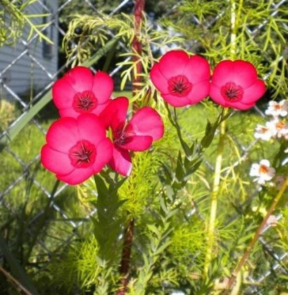 flores de linho de jardim vermelho 15 sementes 2 13 e1496851721495
