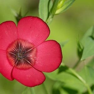 flores de linho de jardim vermelho 15 sementes 2 2 e1496690280570