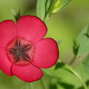 flores de linho de jardim vermelho 15 sementes 2 2 e1496690280570