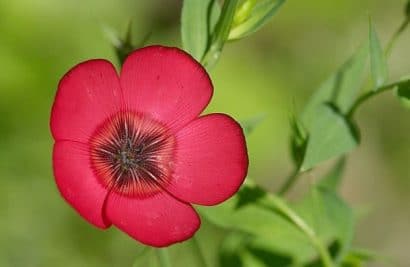 flores de linho de jardim vermelho 15 sementes 2 2 e1496690280570