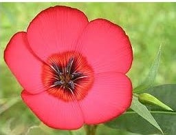 flores de linho de jardim vermelho 15 sementes 2 3 e1496690238353