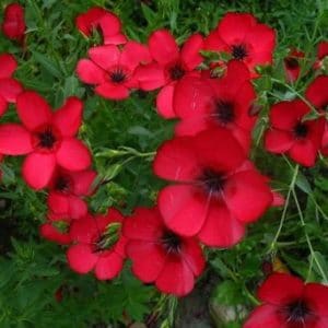 flores de linho de jardim vermelho 15 sementes 2 4 e1496690214761