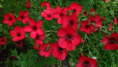 flores de linho de jardim vermelho 15 sementes 2 4 e1496690214761