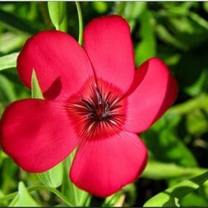 flores de linho de jardim vermelho 15 sementes 2 5 e1496690176308