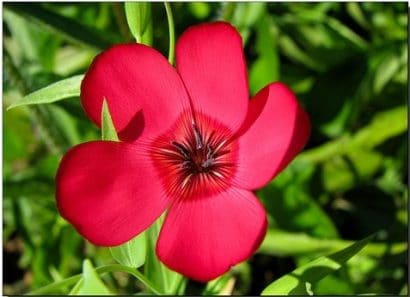 flores de linho de jardim vermelho 15 sementes 2 5 e1496690176308