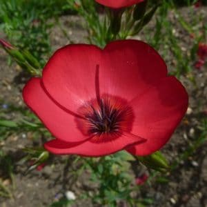 flores de linho de jardim vermelho 15 sementes 2 6 e1496690364109