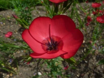 Flores de Linho de Jardim Vermelho: 15 Sementes