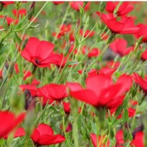 flores de linho de jardim vermelho 15 sementes 2 7 e1496690390860