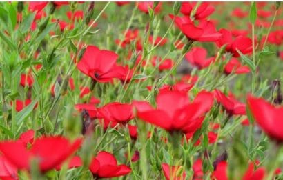 flores de linho de jardim vermelho 15 sementes 2 7 e1496690390860