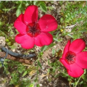 flores de linho de jardim vermelho 15 sementes 2 8 e1496692428115