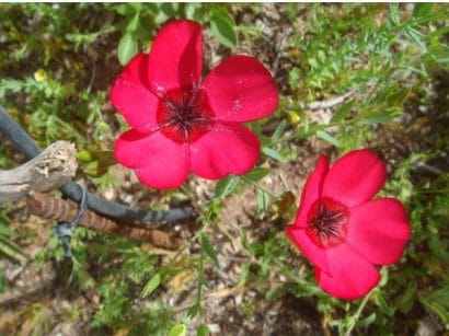 flores de linho de jardim vermelho 15 sementes 2 8 e1496692428115