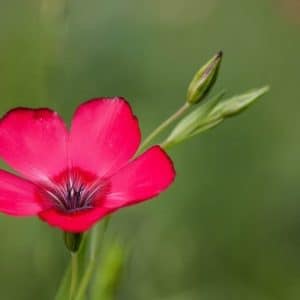 flores de linho de jardim vermelho 15 sementes 2 9 e1496692398116