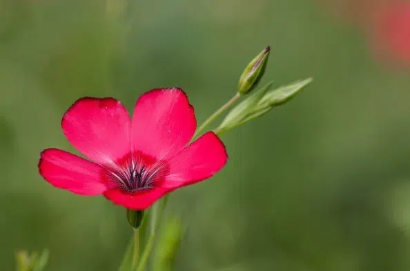 flores de linho de jardim vermelho 15 sementes 2 9 e1496692398116